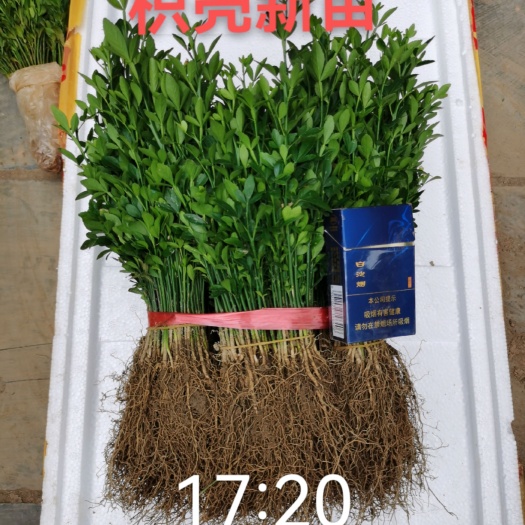 枳壳苗  优质枳壳小苗，枳壳芽苗，，积壳小苗