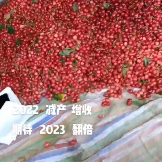 灵宝市千亩高山大露地樱桃
