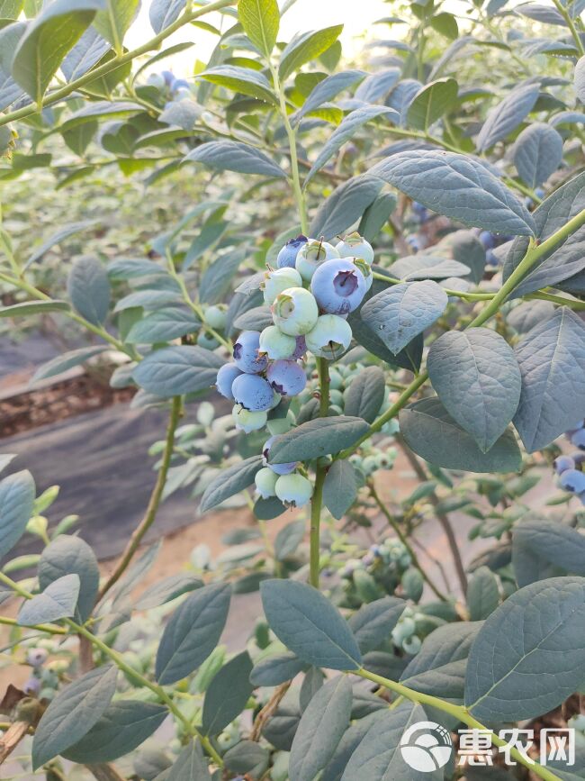 青岛蓝莓，高品质，自家基地种植