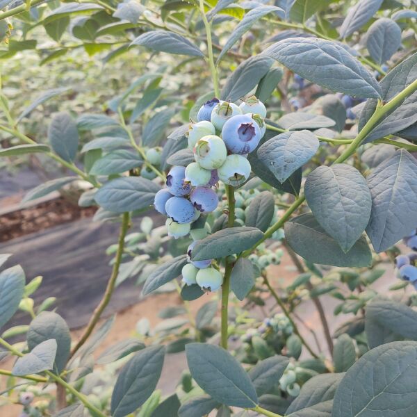 青岛蓝莓，高品质，自家基地种植