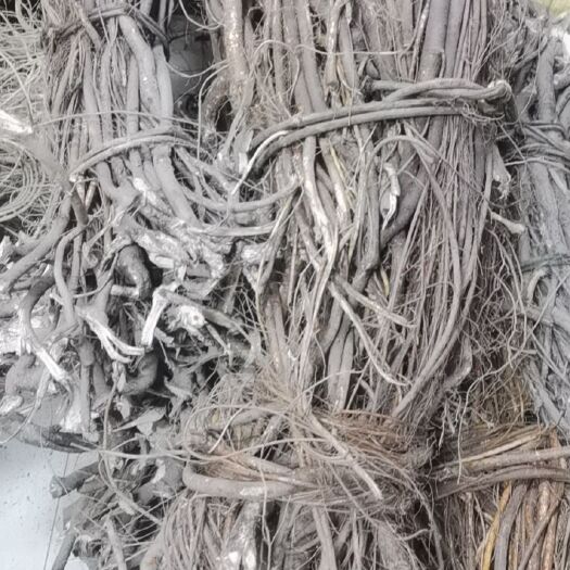 广州花都五指毛桃