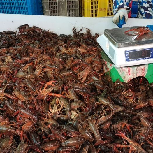 潜江市潜江清水小龙虾