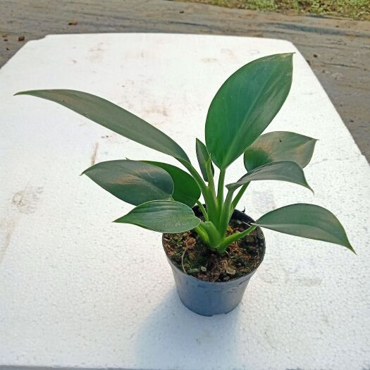 广州90绿公主小盆栽 四季常青观叶植物