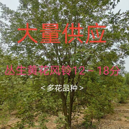 南宁黄花风铃木