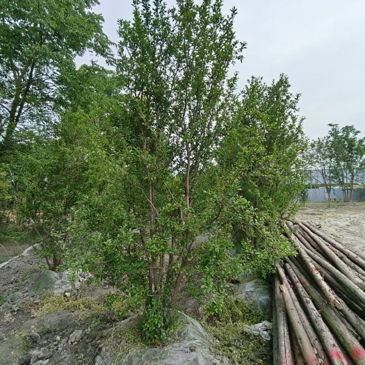 都江堰市基地直发石榴树，规格齐全，量大从优，保质保量