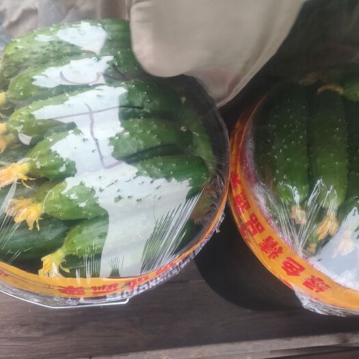 沈阳旱黄瓜