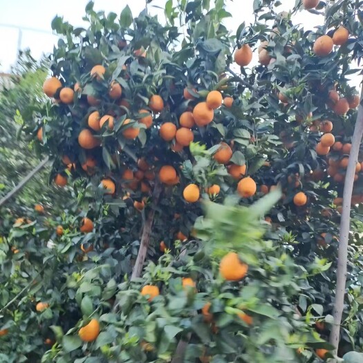 石棉县雅安市石棉县自家种植黄果柑