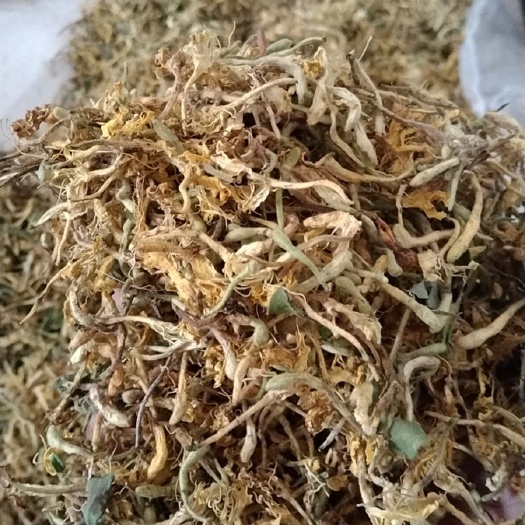 金银花 河南信阳金银花 野