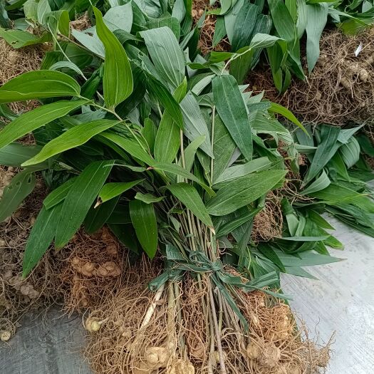 龙泉市多花姜型黄精苗
