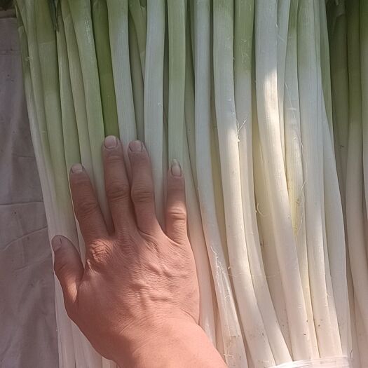 长白大葱，重庆成都直发，长度35~40cm.