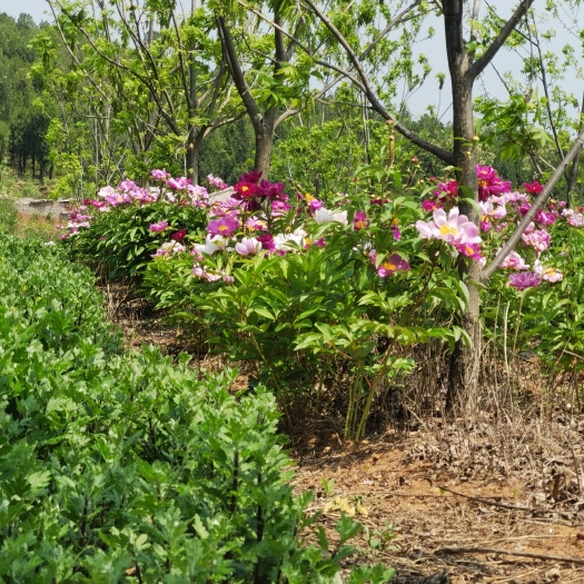 宿州菊花苗