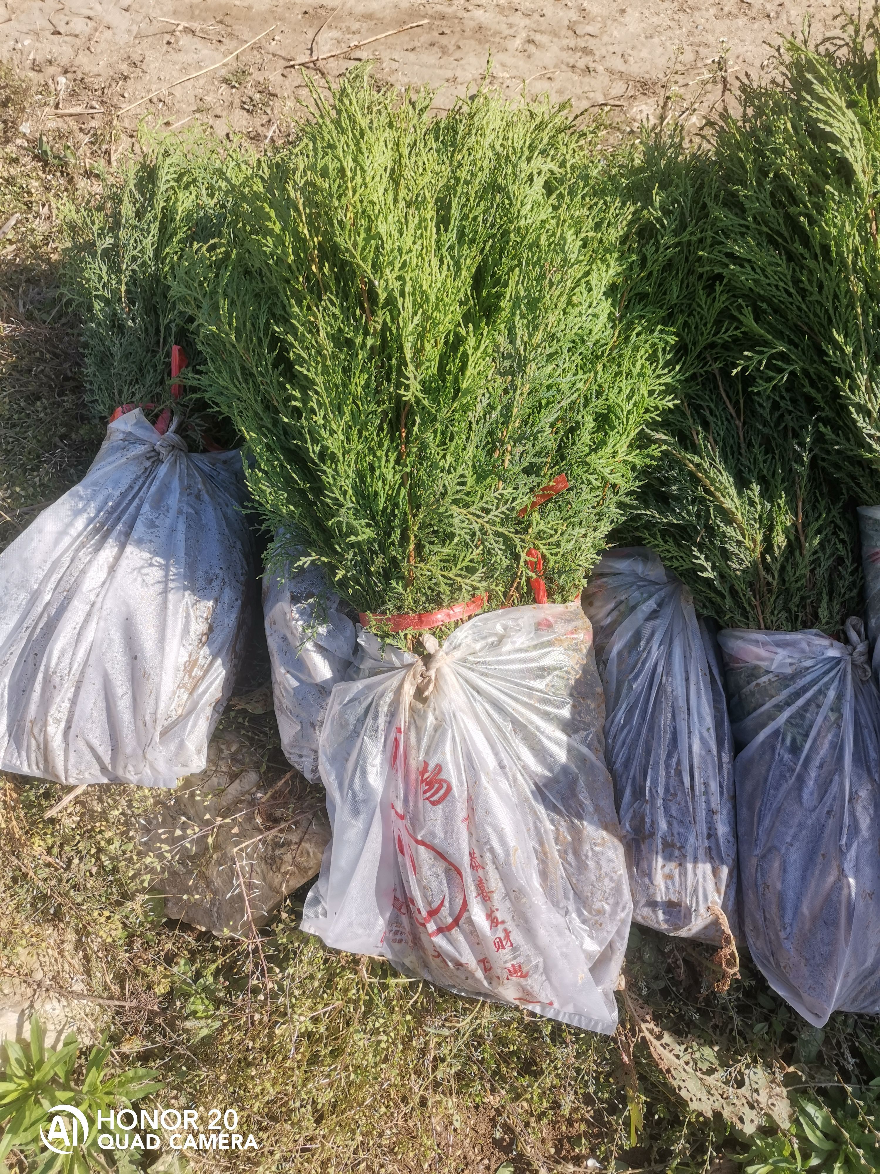 高度30公分侧柏苗