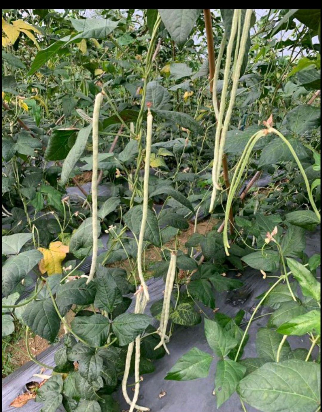 大肉猪仔豆白豆角种子八月珠仔豆豇豆种籽甜豆角子种春秋蔬菜种孑