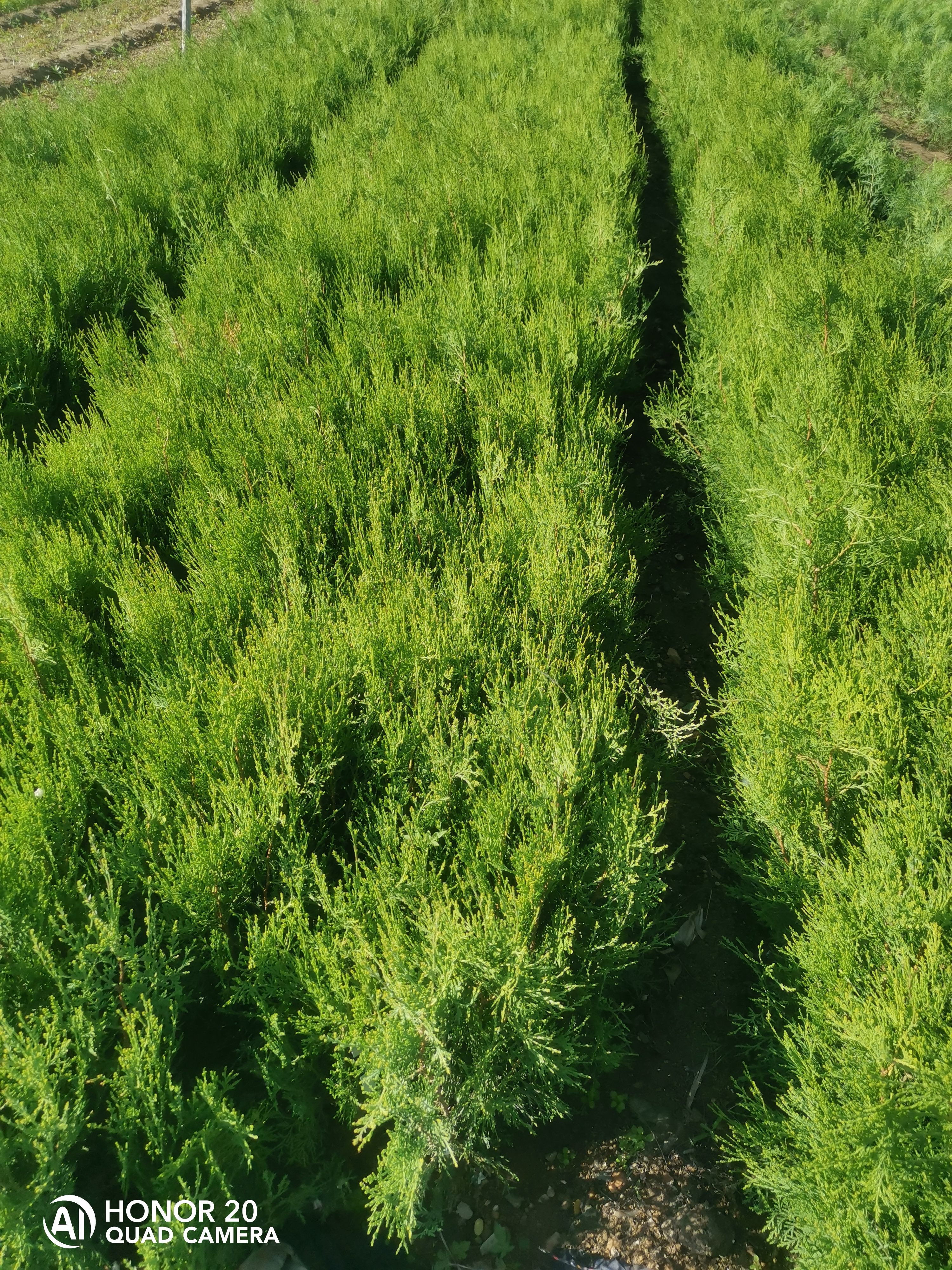 高度30公分侧柏苗