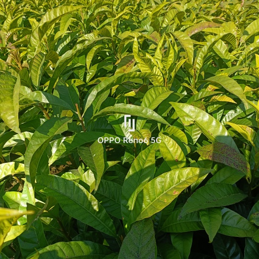 保山鸡蛋果苗大量出售