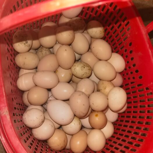 石门县初生蛋