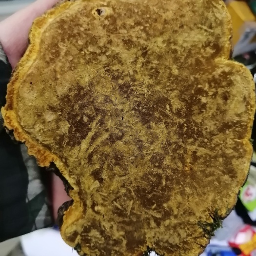 桑黄 岩桑黄 金边桑黄大货批发