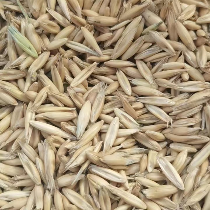 俄罗斯燕麦，天津港现货销售量大从优！