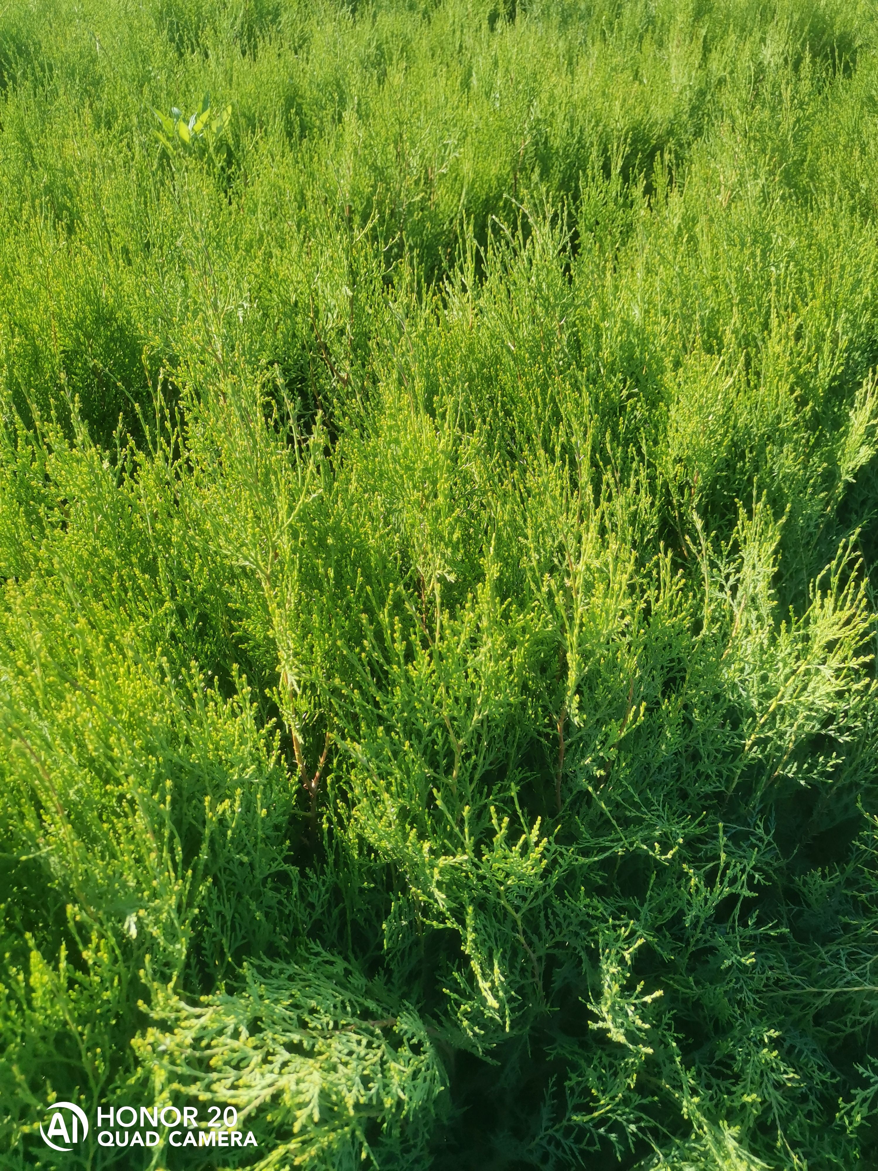 高度30公分侧柏苗