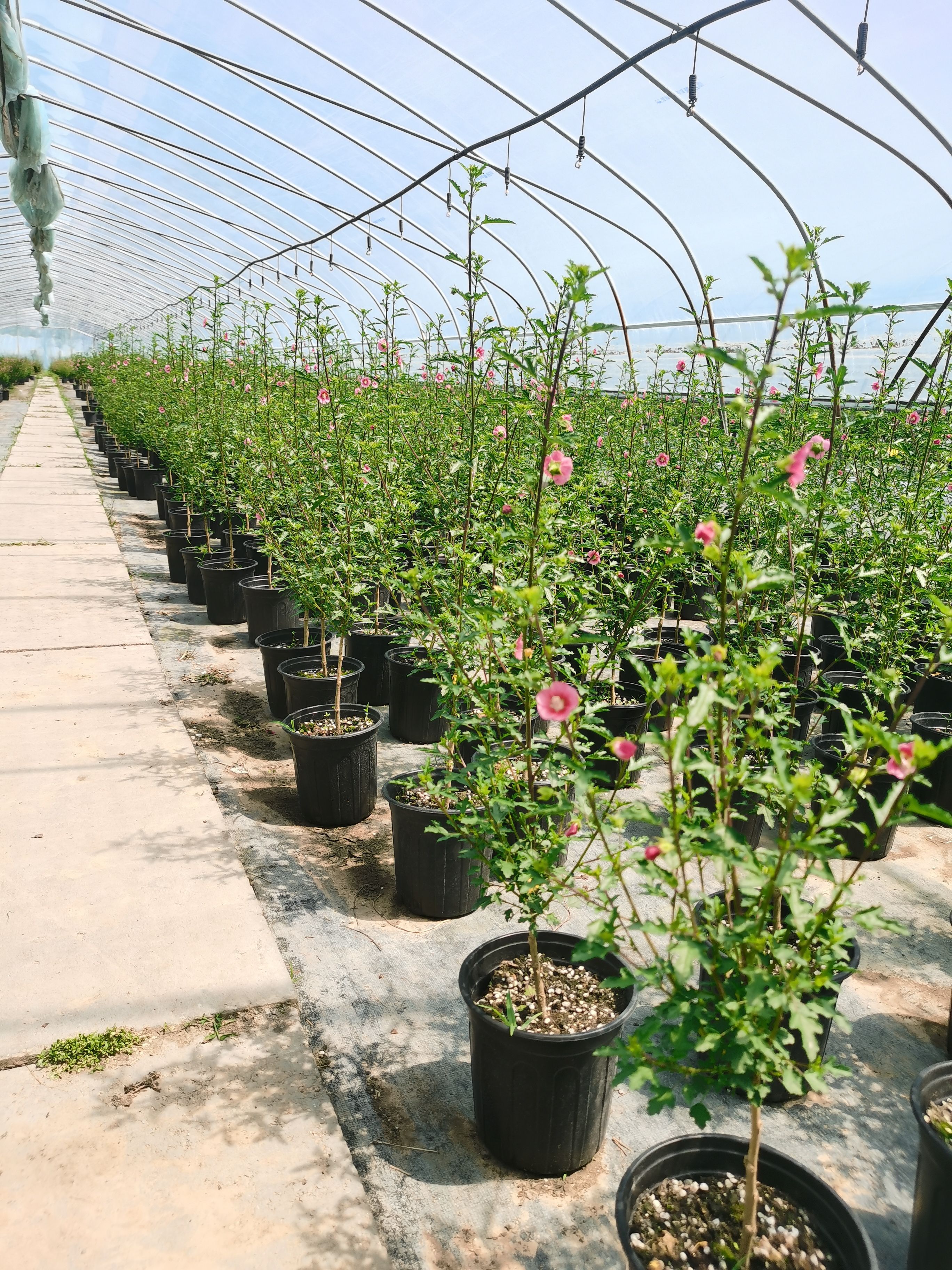 小花木槿 微草莓 棒棒糖型 盆栽花卉 阳台种植全国包邮