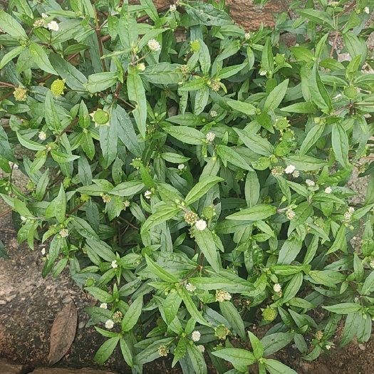 福建新鲜晒干整株旱墨莲乌田草墨旱莲旱莲草墨水草