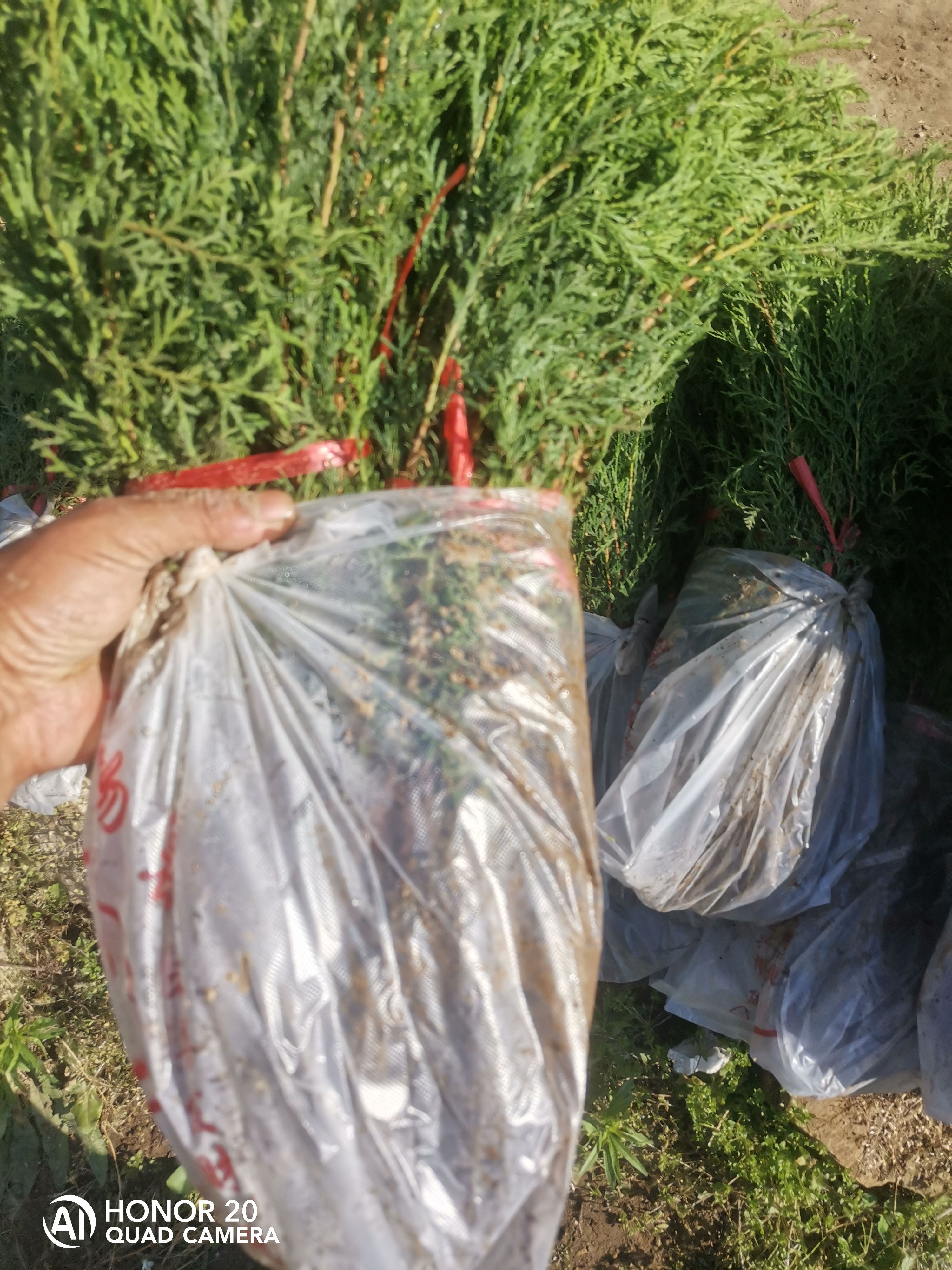 高度30公分侧柏苗