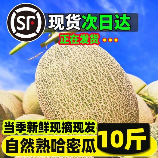 【精品】海南哈密瓜甜当季新鲜水果网纹瓜玫珑瓜海南哈密瓜包邮