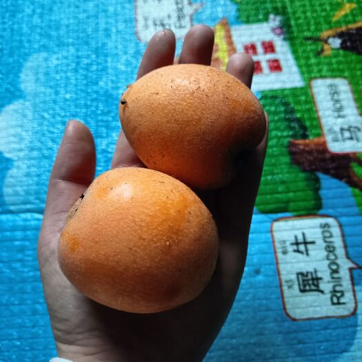 屏山县自种枇杷，量大，新鲜。价格优惠。不同大小价位不同