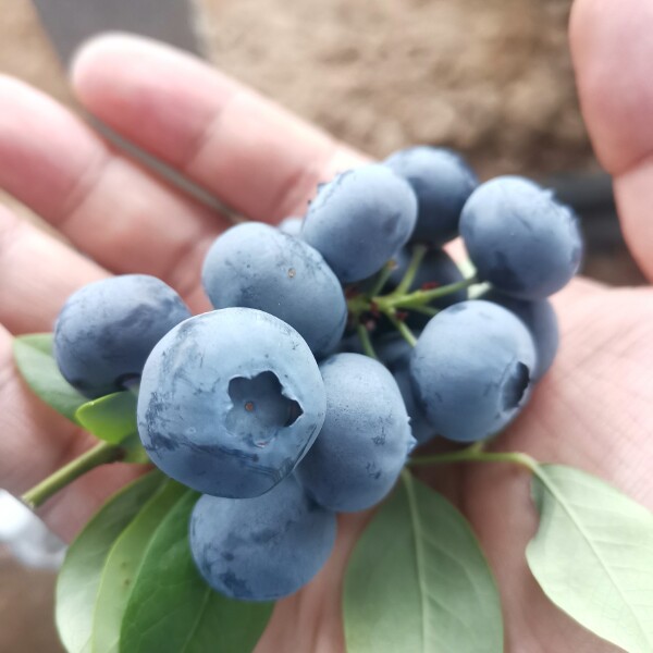 母亲节好礼，庄河莱格西蓝莓，防衰老，1.6以上