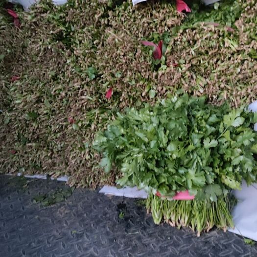 临漳县河北临漳万亩蔬菜基地香菜大量上市，有需要的联系。