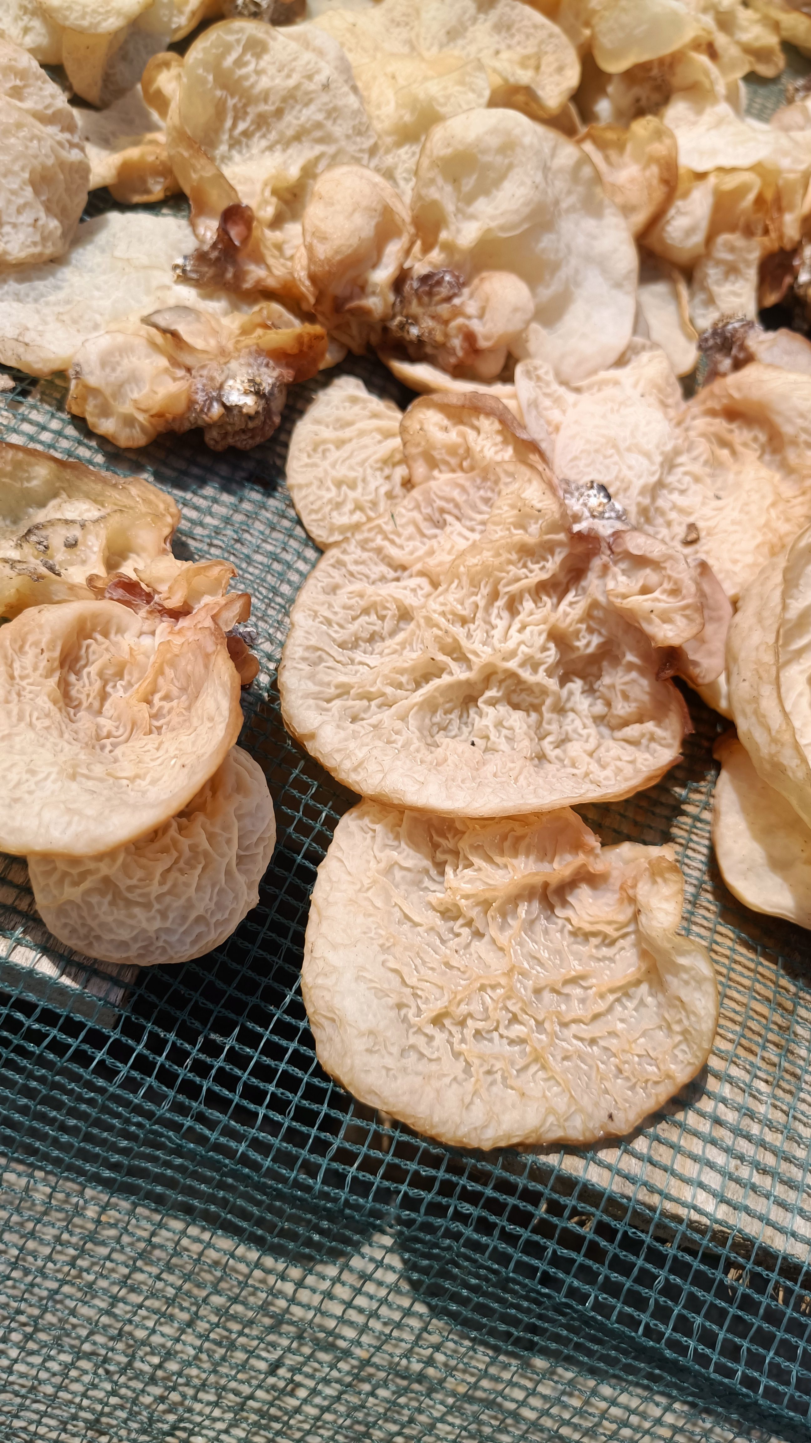济南羊肚耳沙耳一件整件批发零售羊肚耳沙耳菌，羊肚菌，无根羊肚耳菇