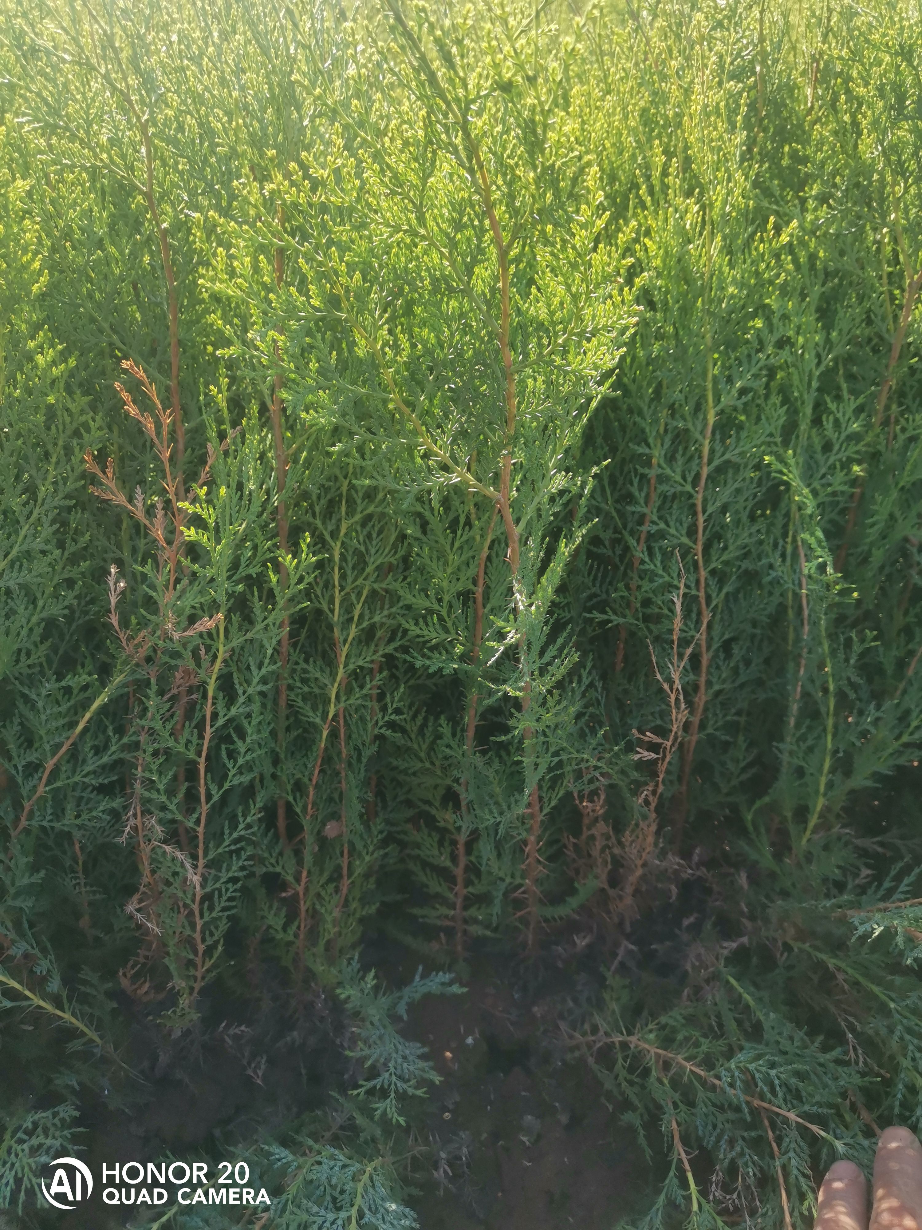 高度30公分侧柏苗