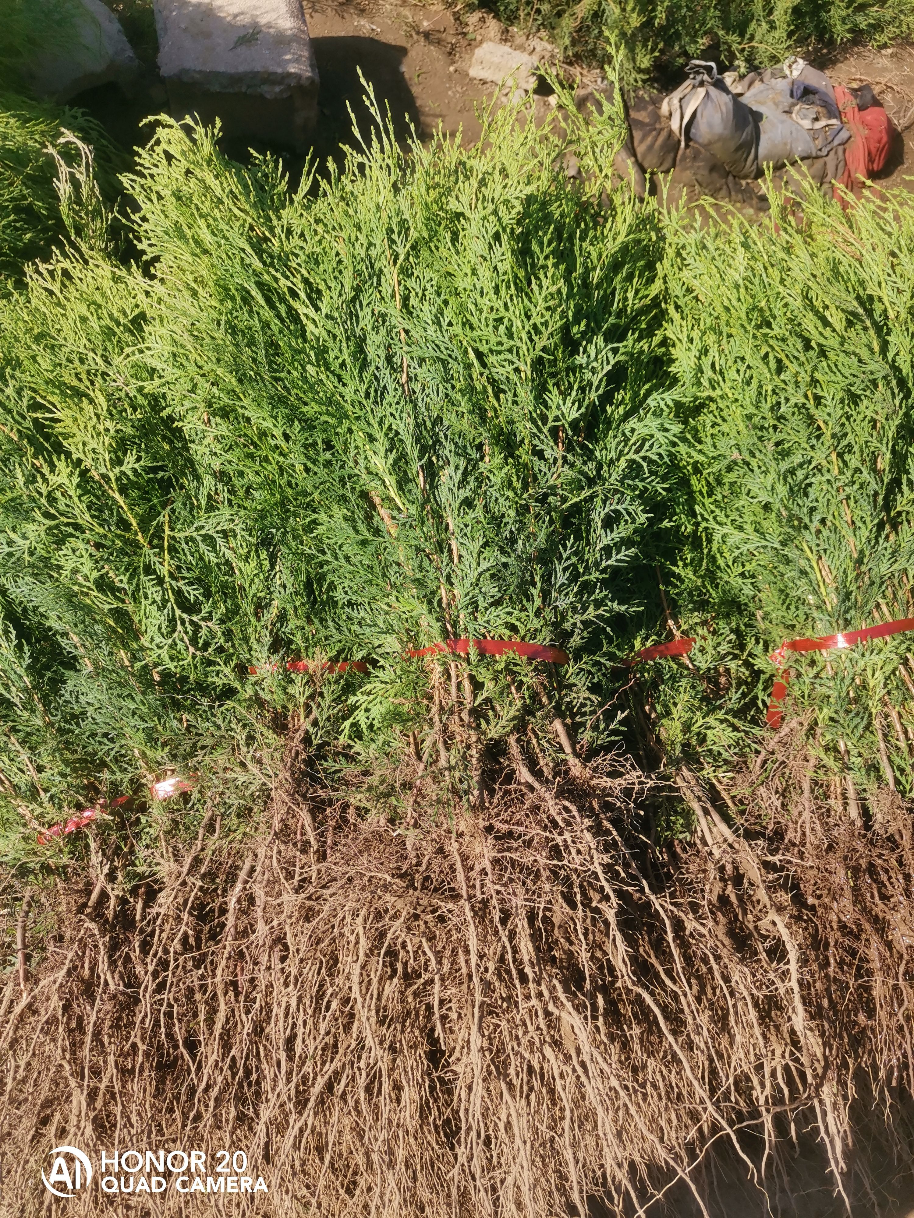 高度30公分侧柏苗