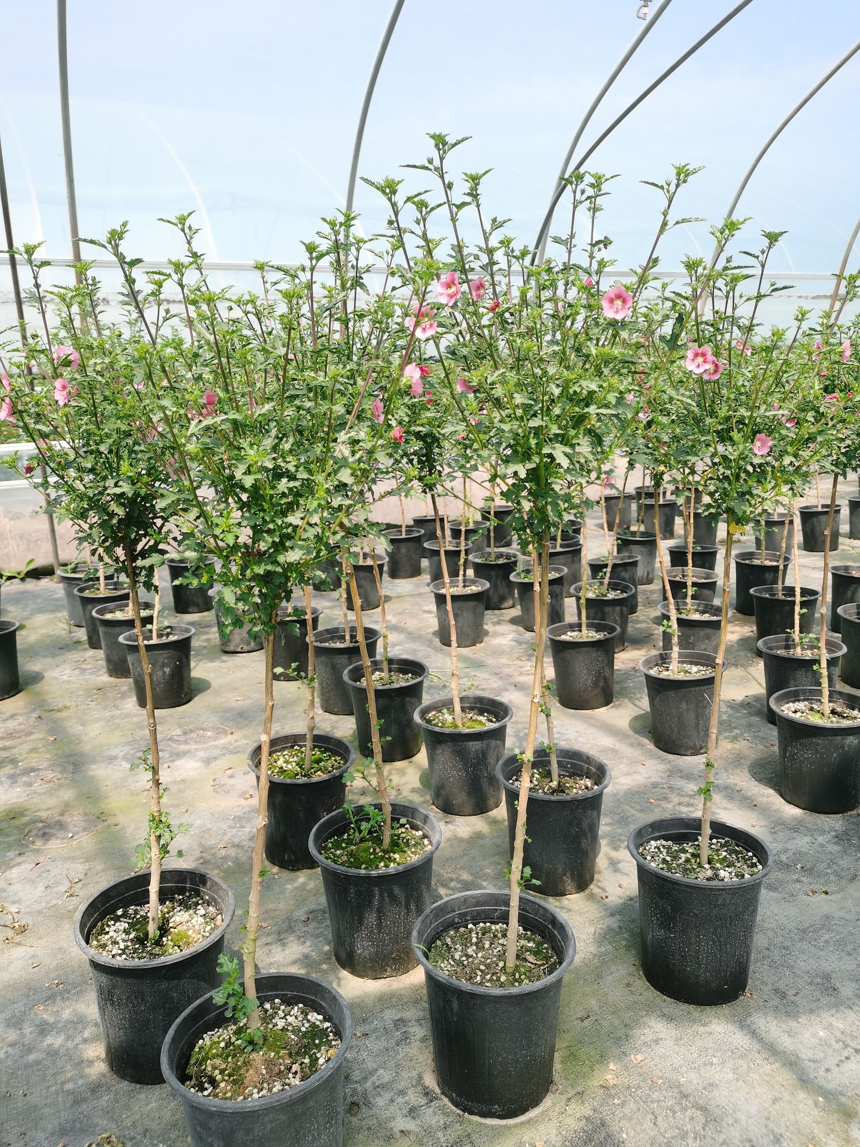 小花木槿 微草莓 棒棒糖型 盆栽花卉 阳台种植全国包邮