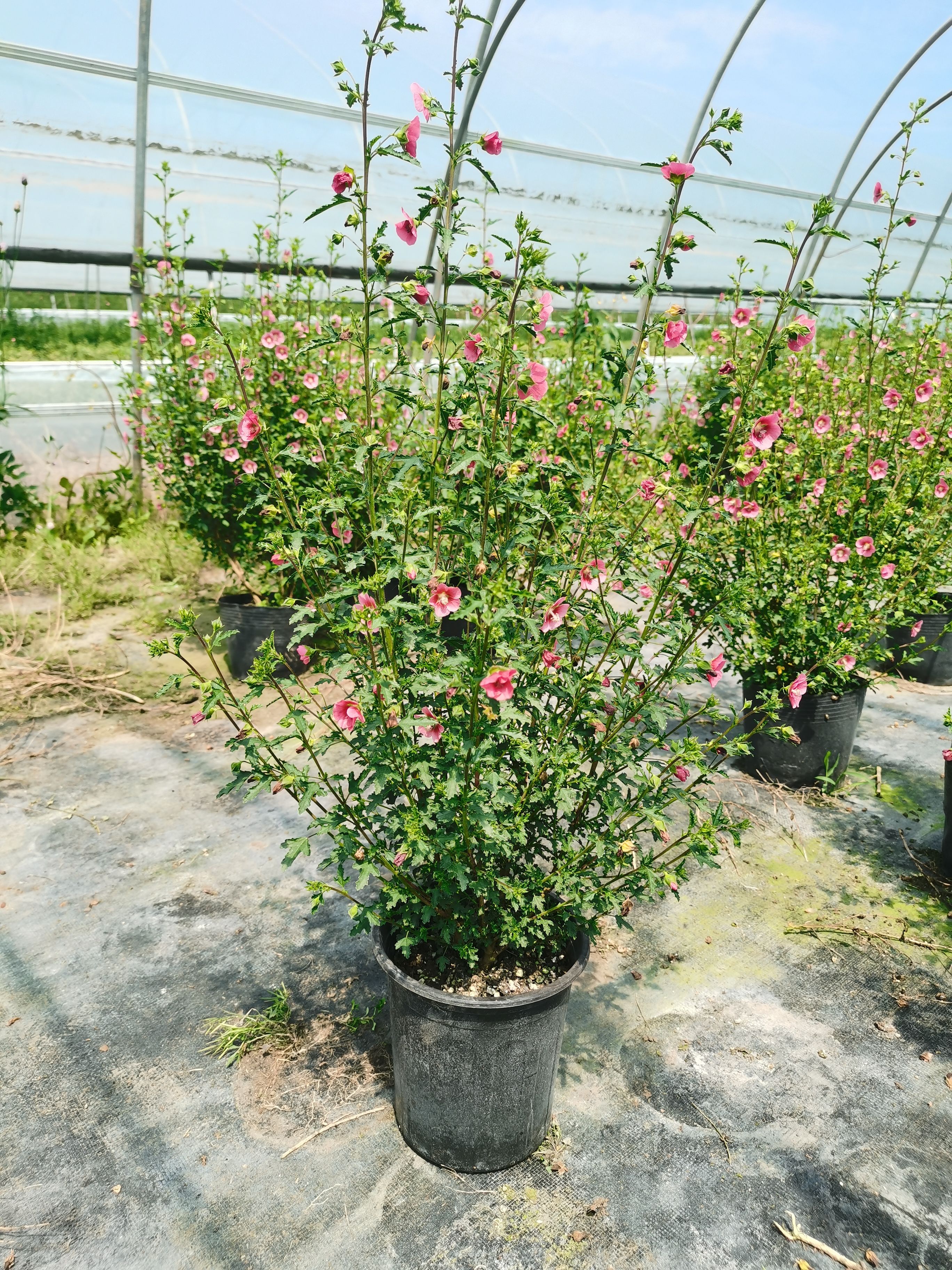 小花木槿 微草莓 棒棒糖型 盆栽花卉 阳台种植全国包邮