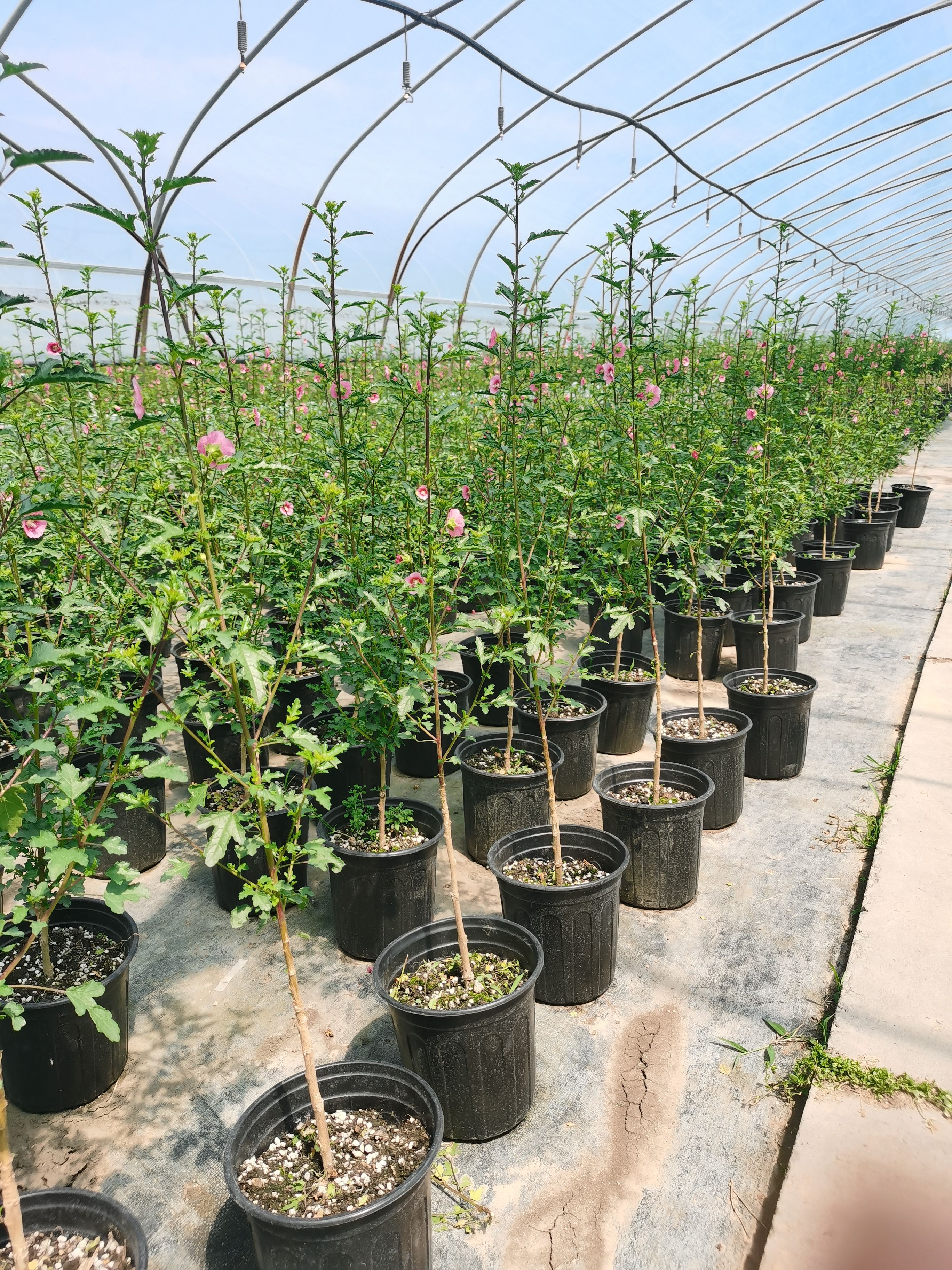 小花木槿 微草莓 棒棒糖型 盆栽花卉 阳台种植全国包邮