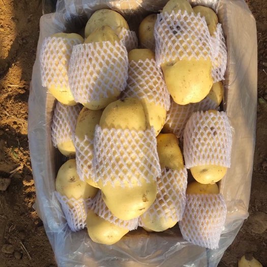 肥城市荷兰土豆黄皮黄心