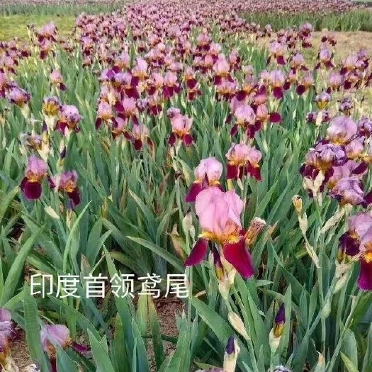 台安县鸢尾
