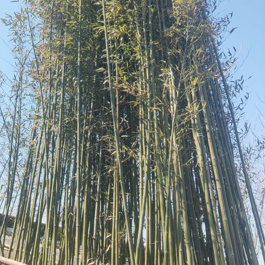 淮安淡竹