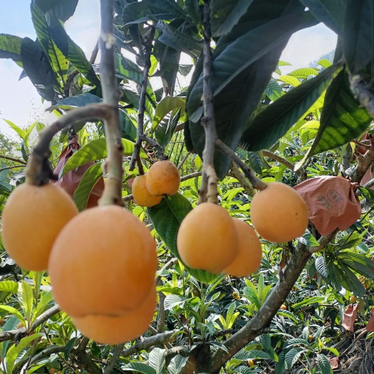 屏山县高山新鲜现摘枇杷