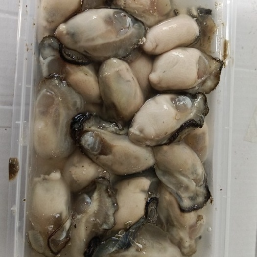 饶平县讲州耗肉  牡蛎肉 生蚝肉 每天现开