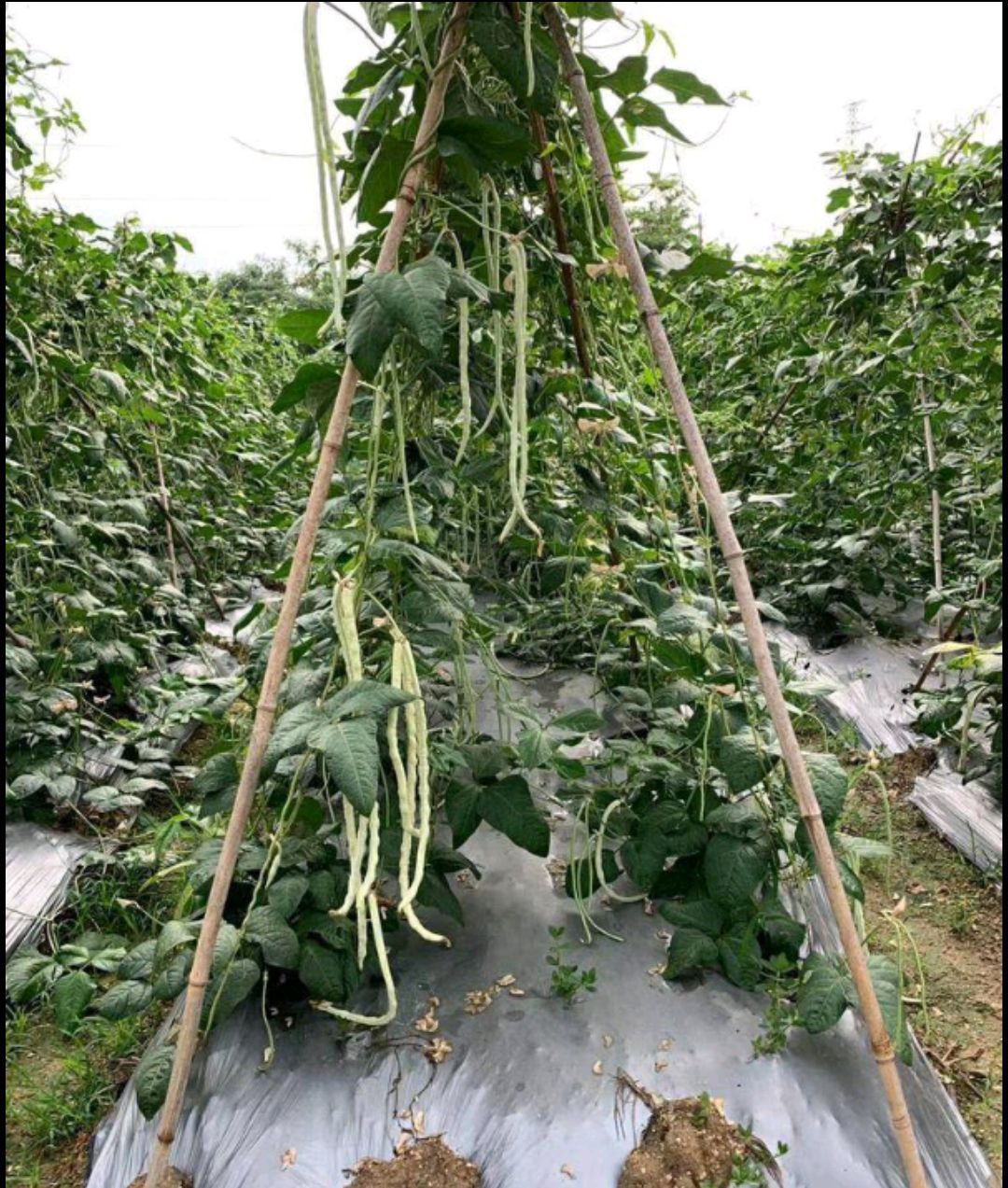 大肉猪仔豆白豆角种子八月珠仔豆豇豆种籽甜豆角子种春秋蔬菜种孑