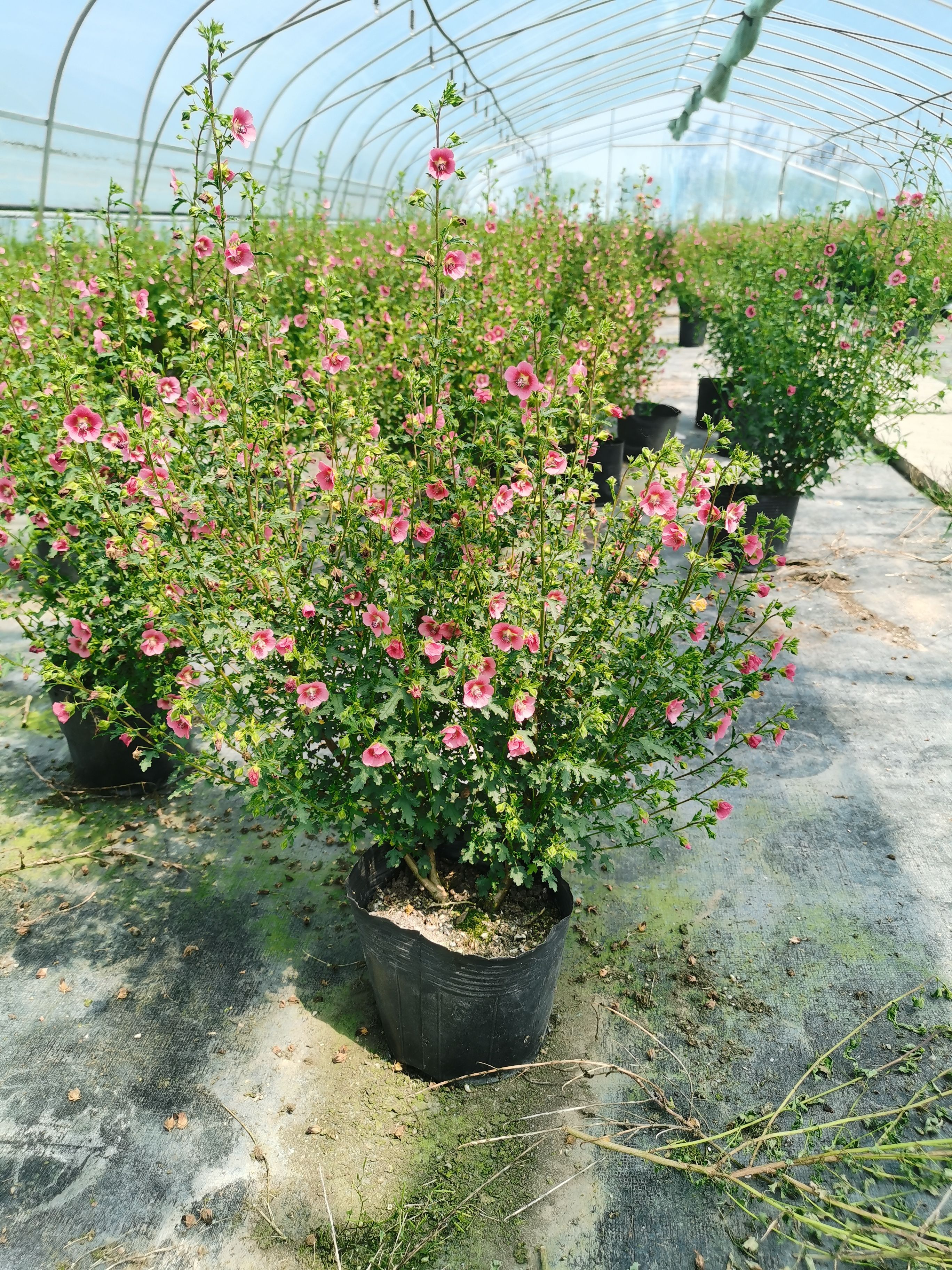 小花木槿 微草莓 棒棒糖型 盆栽花卉 阳台种植全国包邮