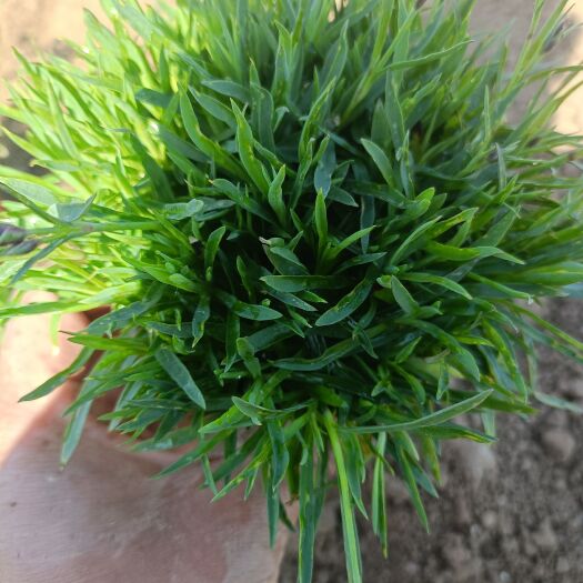 青州市（欧石竹）开花（花镜植物）（批发零售）