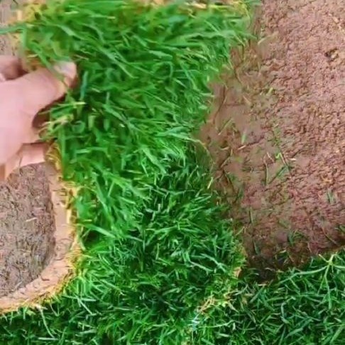 霸州市精品卷小绿草