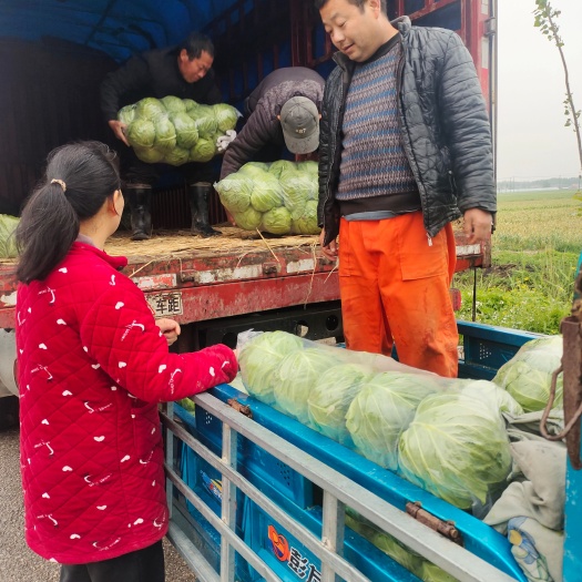 精品甘蓝大量供应中，适应全国各地大中小市场，电商平台，