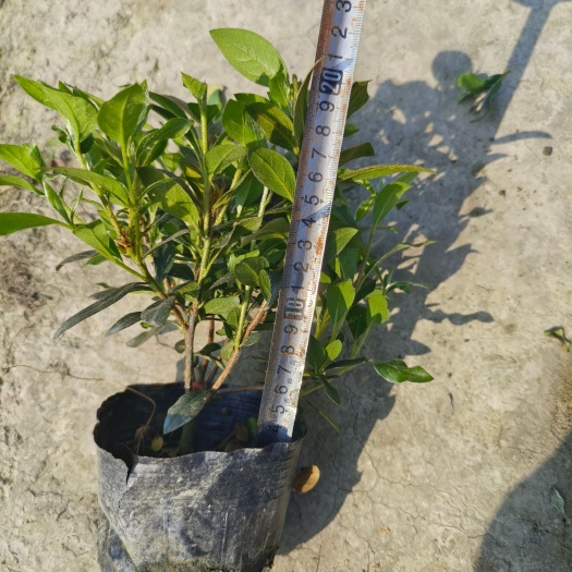 成都春鹃