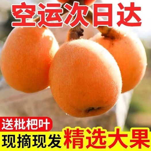 攀枝花四川米易枇杷新鲜水果枇杷果润肺当季现摘高山大五星枇杷甜琵琶
