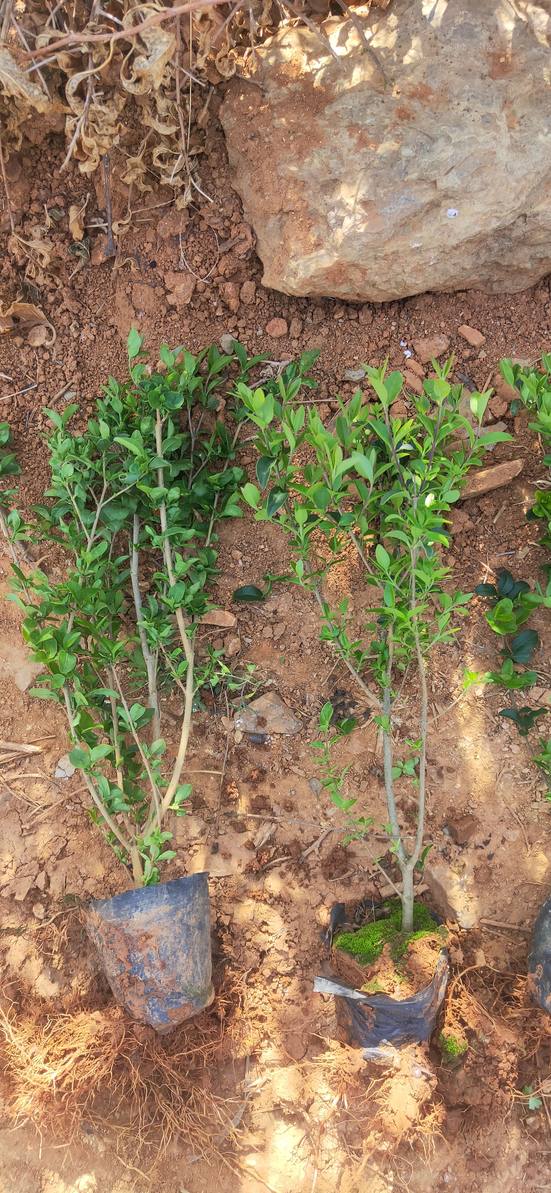 小葉女貞  小葉女貞種植銷售