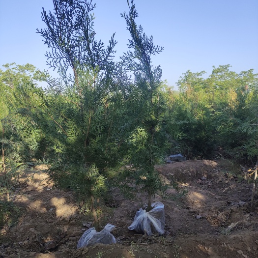 祁县大量供应大田定植侧柏苗 ，营养杯侧柏苗。基地直供，实地看苗。